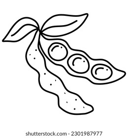 Soy bean, Soybean vector illustration. Soybean engraving isolated on white background.