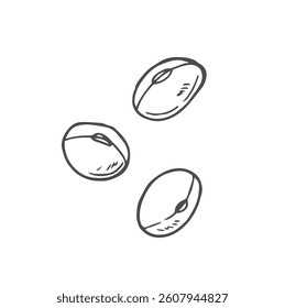 Soy bean, Soybean vector illustration.