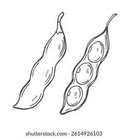 Soy bean, Soybean vector illustration. Soybean engraving isolated on white background.