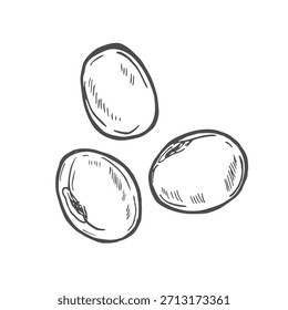 Soja, ilustração do vetor de soja. Gravura de soja isolada sobre fundo branco.
