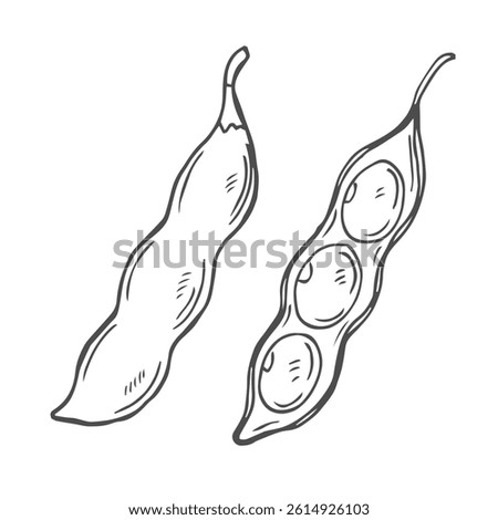 Soy bean, Soybean vector illustration. Soybean engraving isolated on white background.