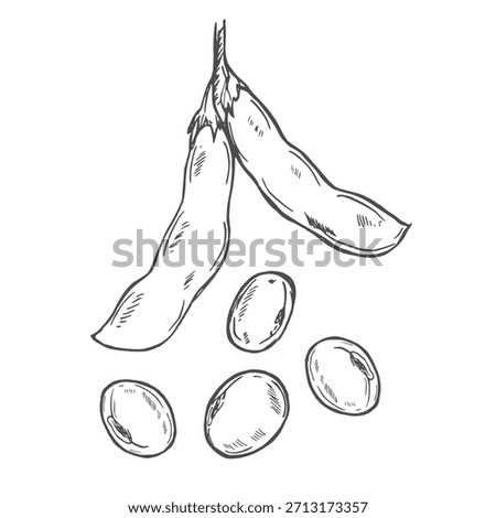 Soy bean, Soybean vector illustration. Soybean engraving isolated on white background.