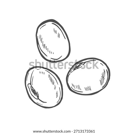 Soy bean, Soybean vector illustration. Soybean engraving isolated on white background.