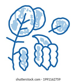 soy beans plant sketch icon vector. Hand drawn blue doodle line art soy beans plant sign. isolated symbol illustration