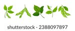 Soy Grain Legume or Pulse Crop with Green Pod and Beans Vector Set