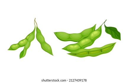 Soy Grain Legume or Pulse Crop with Green Pod and Beans Vector Set