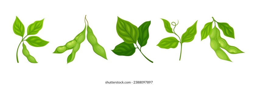 Soy Grain Legume or Pulse Crop with Green Pod and Beans Vector Set