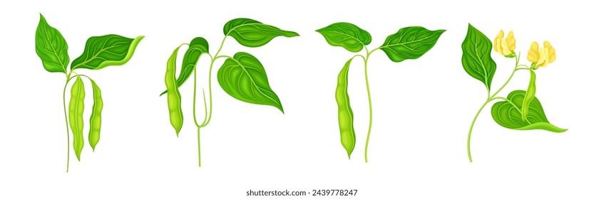 Soy Grain Legume or Pulse Crop with Green Pod and Beans Vector Set