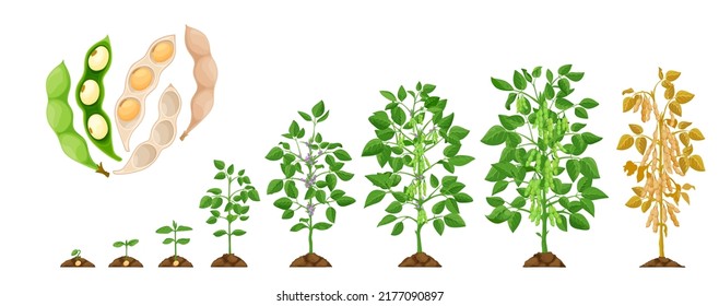 Soy growth stages, soybean vegetable plant grow cycle, vector seedling phases. Soy beans growing process from seed in soil to sprout, garden and agriculture, vegetables crop and farm harvest