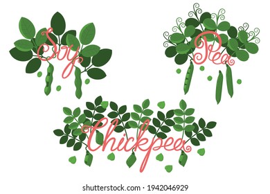 Soy, pea, chickpea vector set with pods, sprouts with leaves, beans and handwritten lettering style plant names. Healthy vegan organic food. Plant based protein source. Natural greens. Agriculture