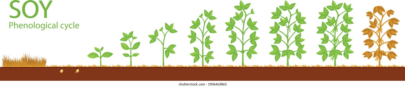 Soy phases. Pod, seed, plant, flower of soy. Flat Illustration.