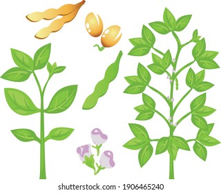 枝豆 栽培 のイラスト素材 画像 ベクター画像 Shutterstock