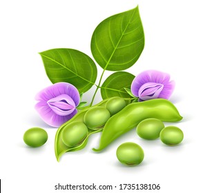 Soy plant beans with green leaves, flowers and pods. Realistic. Isolated on white background. Gradient mesh used. Vector illustration.
