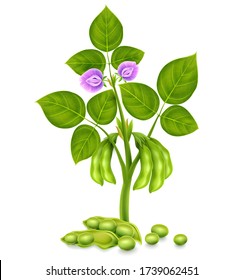 Soy plant beans with green leaves, flowers and pods. Realistic. Isolated on white background. Gradient mesh used. Vector illustration.