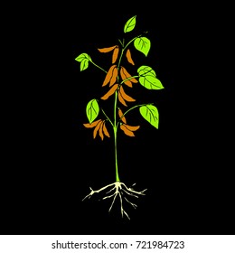 soy plant, beans,  illustration
