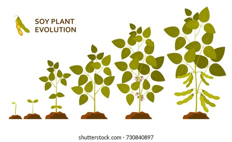 Soy plant evolution with leaves, flowers and pods. Vector illustration.