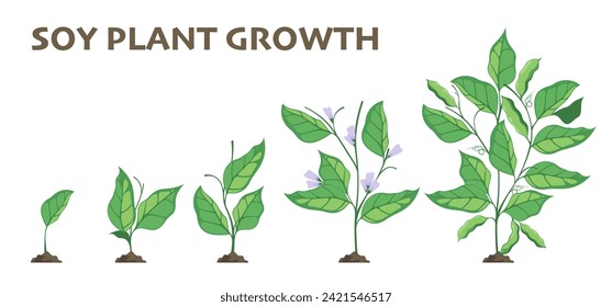 Soy plant growth. Agriculture cycle of soybean germination and growing stages, flat farming infographic with seedling sprouts. Vector isolated set. Organic plant sprouts with leaves and flowers