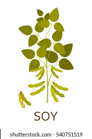 Soy plant with leaves and pods. Vector illustration.