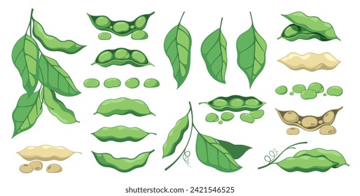 Soy plant. Vegetarian food, organic agriculture, vegan diet concept, fresh green soybean pod and leaves. Vector isolated set. Healthy raw ingredients, cartoon harvest of vegetables