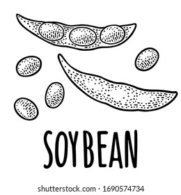 Soy pod close and open with leaves and seeds. Handwriting lettering SOYBEAN. Vector color vintage engraving illustration for menu, poster, label. Isolated on white background