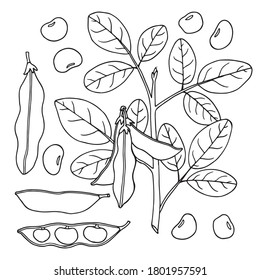 Soy. Set with  plant, beans and leaves. Hand drawn vector illustration.