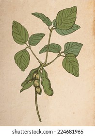 soy twig, engraving style color vector drawing on vintage old paper, realistic parchment or cardboard background