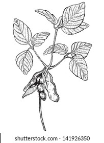 soy twig, engraving style drawing