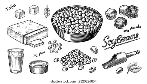 Sojabohnen. Milch und Tofu. Sojabohnenkizze. Pod auf Pflanzen. Nüsse und Samen im Sack. Detaillierte vegetarische Speisen und Blätterzeichnung. handgezeichnete Illustration für Menü, Etikett, Symbol oder Poster.