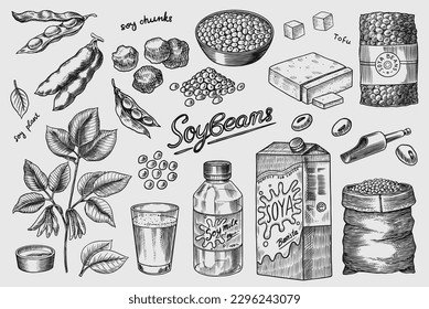 Soya beans. Milk and tofu. Soybean sketch. Pod on plant. Nuts and seeds in sack. Detailed vegetarian food and leaves drawing. hand drawn illustration for menu, label, icon or poster.