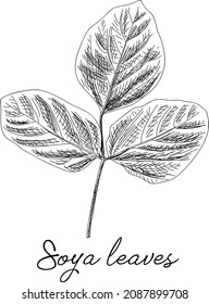 Soya leaves. Sketchy hand-drawn vector illustration.