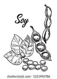 Soya sketch. Detailed hand drawn vector black and white illustration of green soybeans, pods and leaves.