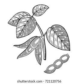 soybean