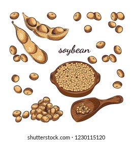 Soybean bowl and pods hand drawn sketch on white background. Scoop with soy and beans vector illustration.
