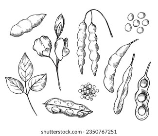 Soybean drawn plant set on an isolated white background. Vector illustration of bean,stems soya plant and flower soy. Healthy food,natural protein, seed harvest. For print, label, template, background