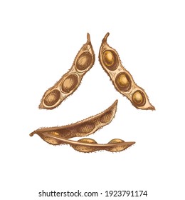 Soybean dry pod close and open with seeds. Vector color vintage hand drawn hatching illustration isolated on a white background.
