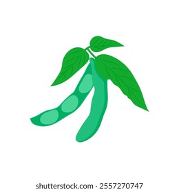Soybean, Farming Flat Vector Illustration