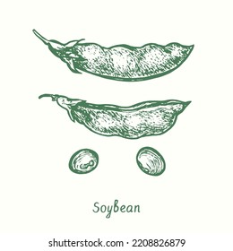 Soja (Glycine max), vaina cerrada y abierta, granos.  Dibujo de doodle en blanco y negro con tinta en forma de leña