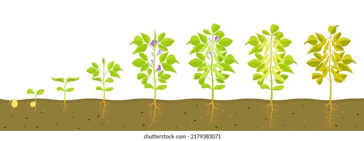Soybean growth cycle with in soil. Vector illustration of sprouting legumes.