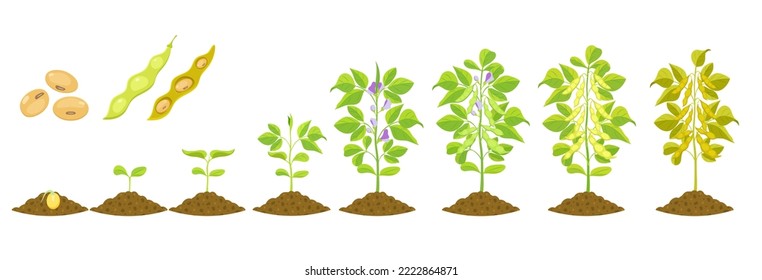 Soybean growth is gradual. Phases of development of leguminous plants. Cycle of growing beans in agriculture