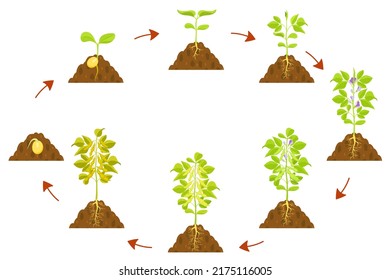 Soybean growth process infographic. Seed germination and stem formation with fruits.