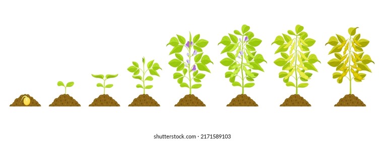 Das Wachstum der Sojabohnen schreitet voran. Vektorbotanische Illustration der Keimungs- und Reifungsphasen von Leguminosen. Eiweißpflanze.