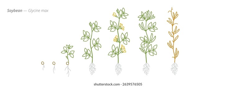 Soybean Growth Stages Vector Illustration - Glycine max Development Cycle