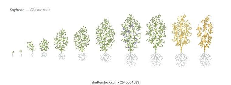 Soybean Growth Stages Vector Illustration with Accurate Botanical Detail for Agricultural Planning and Crop Management