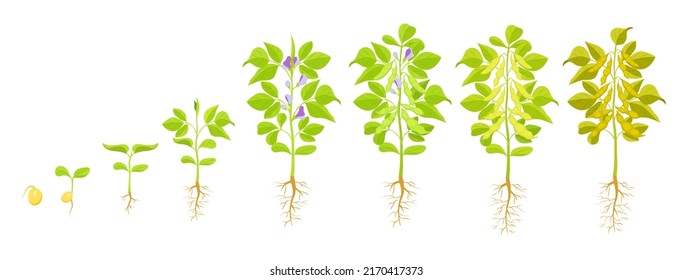Soybean growth. Vector illustration of phases of seed germination and appearance of sprout.