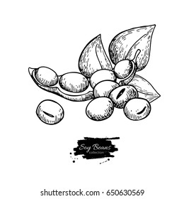 Soybean hand drawn vector illustration. Isolated Vegetable engraved style object. Detailed vegetarian food drawing. Farm market product. Great for menu, label, icon