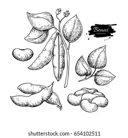 Soybean hand drawn vector illustration. Isolated Vegetable engraved style object. Detailed vegetarian food drawing. Farm market product. Great for menu, label, icon