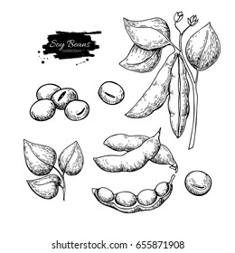 Soybean hand drawn vector illustration. Isolated Vegetable engraved style object. Detailed vegetarian food drawing. Farm market product. Great for menu, label, icon