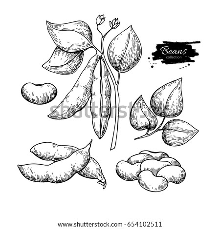 Soybean hand drawn vector illustration. Isolated Vegetable engraved style object. Detailed vegetarian food drawing. Farm market product. Great for menu, label, icon