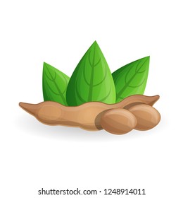 Soybean icon. Cartoon of soybean vector icon for web design isolated on white background