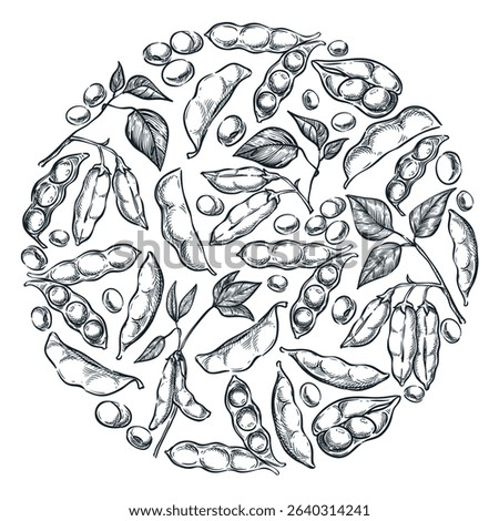 Soybean label design. Hand drawn vector sketch illustration of soybeans, pods, and seeds on green plant. Perfect for organic, vegetarian food packaging, print, branding, or natural product labels